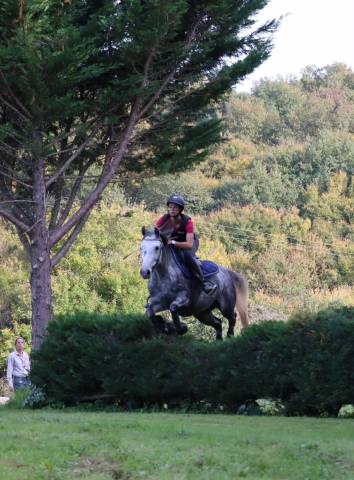 Merrie Franse rijpony PFS Te koop 2019 Schimmel