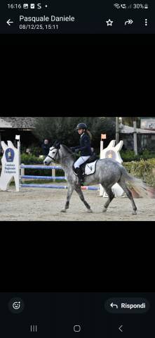 Ruin Andere pony rassen Te koop 2019 Schimmel