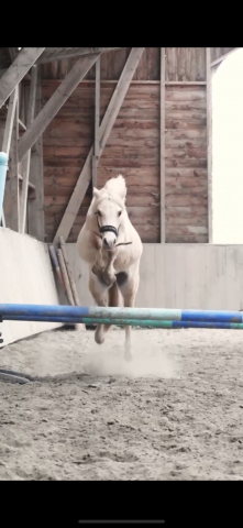 Ruin Welsh Partbred Te koop 2023 Palomino