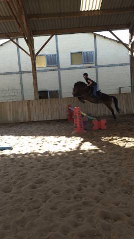 Merrie Bekend ras Te koop 2020 Donker bruin / bai