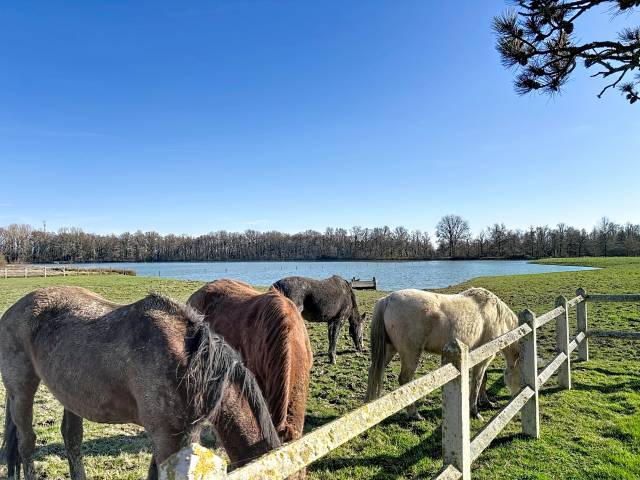 Mooi hippisch vastgoed Koop Ain