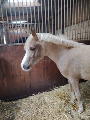 Noreo du listrane  - Arabisch halfbloed 2023 ,  Avalon joon