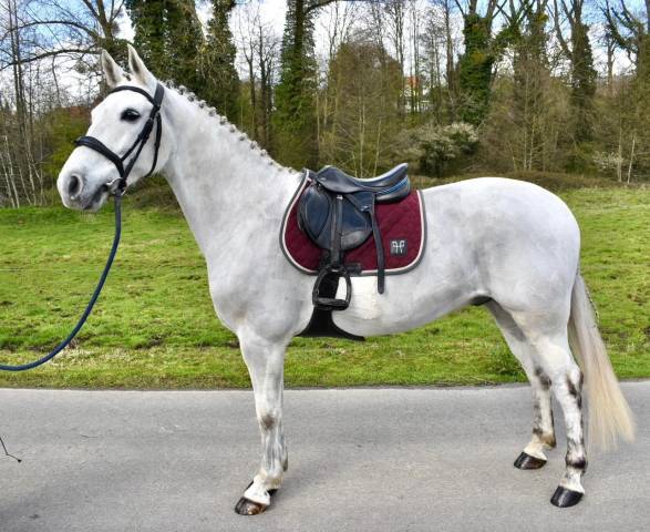 Ruin Andere pony rassen Te koop 2019 Wit