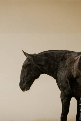 Veulen (vr) Lusitano Te koop 2025 Schimmel ,  Pel&eacute; MBR