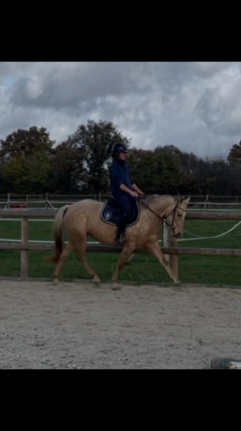 Merrie Bekend ras Te koop 2022 Palomino ,  A GENUINE TEETOY