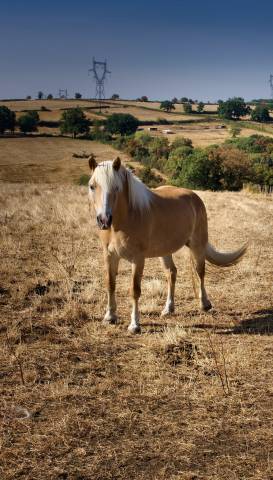 Merrie Haflinger Te koop 2015 Vos