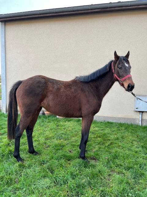 Veulen (vr) Volbloed Te koop 2020 Donker bruin / bai ,  Whipper