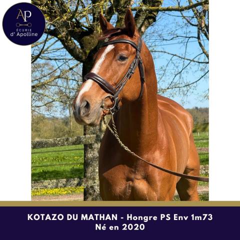 Ruin Volbloed Te koop 2020 Vos