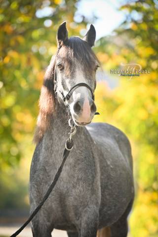 Ruin Welsh Pony (Section B) Te koop 2022 Schimmel