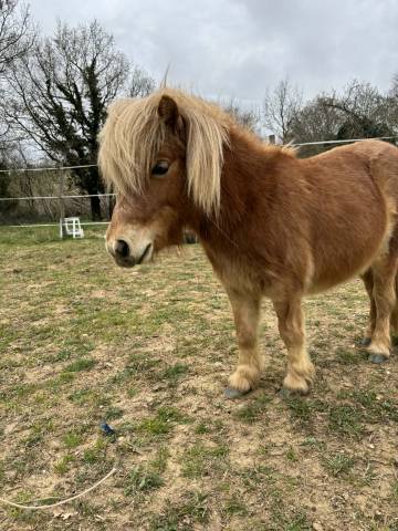 Veulen (vr) Shetland Te koop 2025 Vos