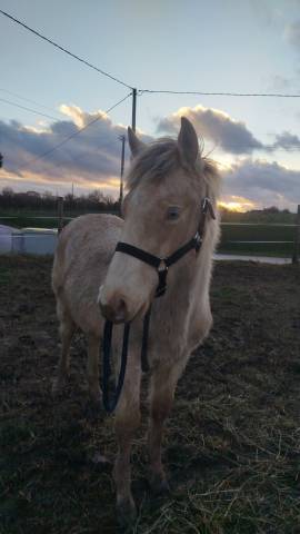 Veulen (ml) Bekend ras Te koop 2025 Overige kleuren