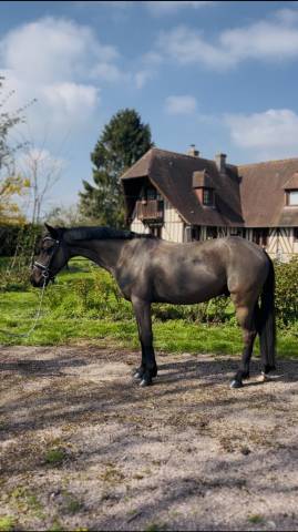 Ruin Franse rijpony PFS Te koop 2022 Bruin / Bai ,  UNDER COVER FAST