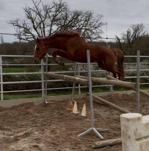 Merrie Selle Fran&ccedil;ais Te koop 2020 Vos