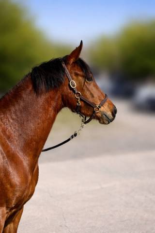 Merrie Nederlandse pony Te koop 2023 Donker bruin / bai