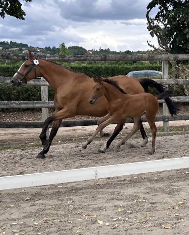 Merrie Selle Fran&ccedil;ais Te koop 2010 Donker bruin / bai