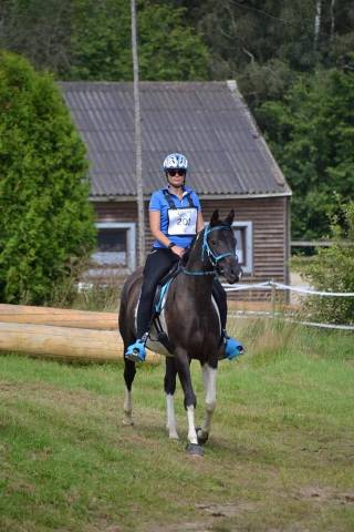 Ruin Arabisch halfbloed Te koop 2017 Bontzwart