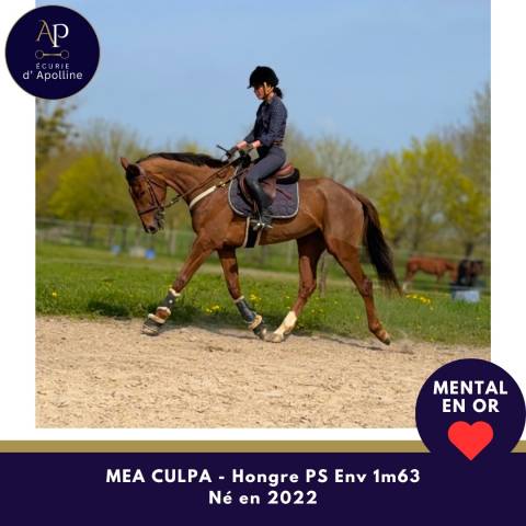 Ruin Volbloed Te koop 2022 Donker bruin / bai