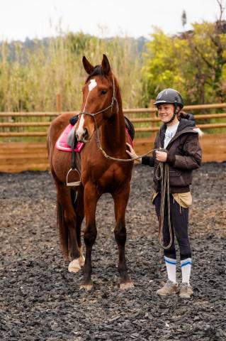 Ruin Selle Fran&ccedil;ais Te koop 2023 Donker bruin / bai ,  Varennes du breuil