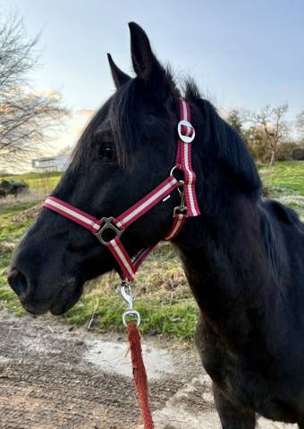 Ruin Ras onbekend Te koop 2015 Zwart