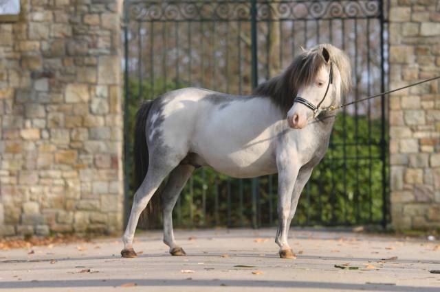 Dekhengst Andere pony rassen Te koop 2017 Sabino ,  Bear Branch Crow Feather