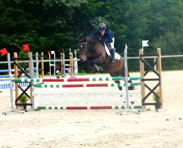 Merrie Welsh Partbred Te koop 2020 Bruin / Bai ,  EFUSIVO X