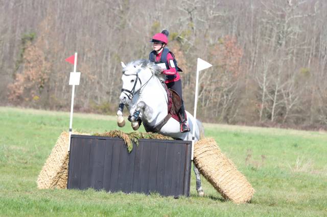 Dekhengst New Forest Te koop 2019 Schimmel