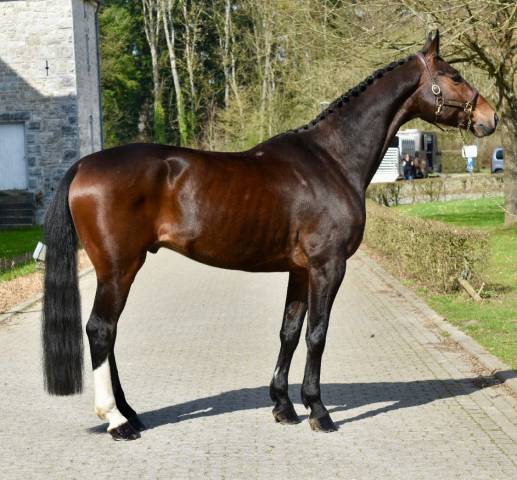 Ruin Bekend ras Te koop 2019 Bruin / Bai