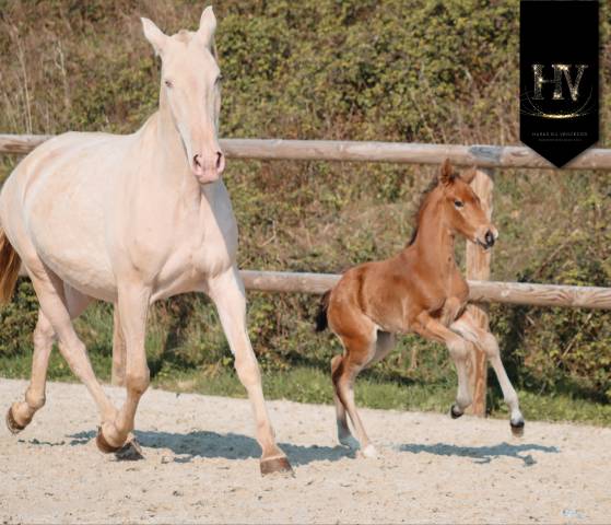 Veulen (ml) Lusitano Te koop 2026 Isabel ,  Rei Du Parc
