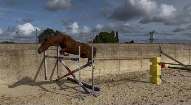 Merrie Franse rijpony PFS Te koop 2021 Koffie vos ,  MISTRAL OLIVER