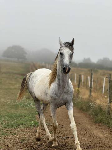 Dekhengst Bekend ras Te koop 2017 Bont ,  GP DAKOTA DANCER (USA)