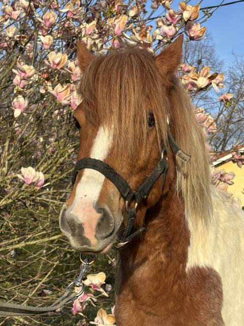 Hengst Ras onbekend Te koop 2022 Bont