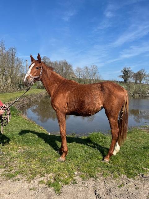 Veulen (vr) Selle Fran&ccedil;ais Te koop 2024 Vos ,  ROY DE LA VALLEE