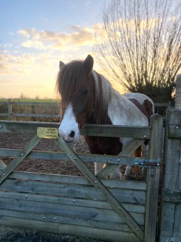 Ruin Ras onbekend Te koop 2006 Bont