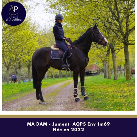 Merrie Autre Que Pur-Sang (Geen volbloed) Te koop 2022 Donker bruin / bai