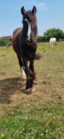 Ruin Andere pony rassen Te koop 2024 Zwart ,  FUNKY DU MEL (IC)