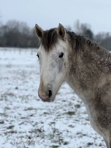 Hengst Franse rijpony PFS Te koop 2023 Schimmel