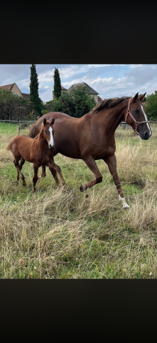 Merrie Selle Fran&ccedil;ais Te koop 2010 Koffie vos ,  Nippon d&rsquo;elle