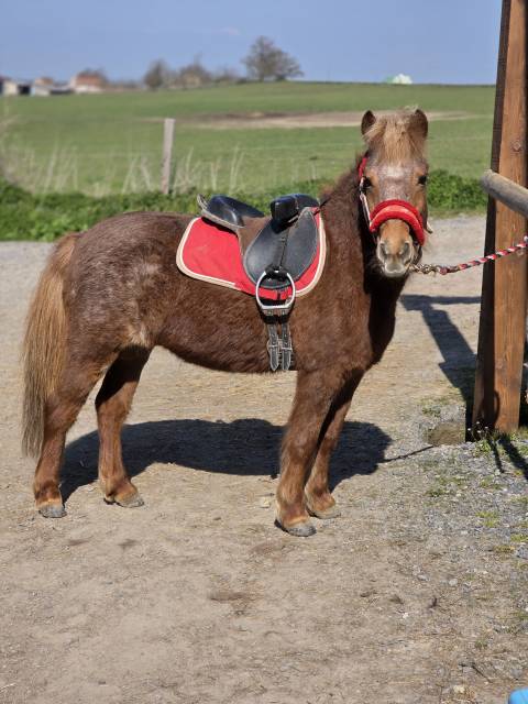 Merrie Ras onbekend Te koop 2005 Vos