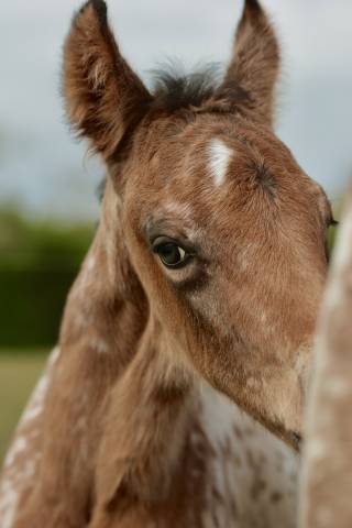 Veulen (ml) Nez Perc&eacute;s Te koop 2026 Appaloosa ,  SHKARA IZLAYON