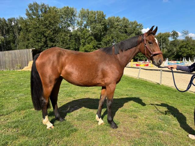 Merrie Selle Fran&ccedil;ais Te koop 2022 Donker bruin / bai