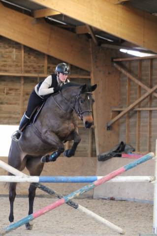 Draagmerrie Rijpaard Te koop 2016 Donker bruin / bai