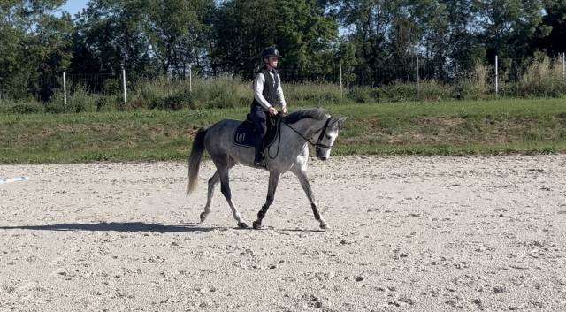 Ruin Franse rijpony PFS Te koop 2020 Schimmel
