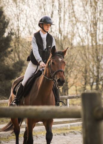 Merrie Selle Fran&ccedil;ais Te koop 2021 Donker bruin / bai ,  CONTENDRO