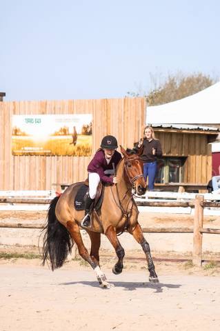 Merrie Selle Fran&ccedil;ais Te koop 2021 Donker bruin / bai