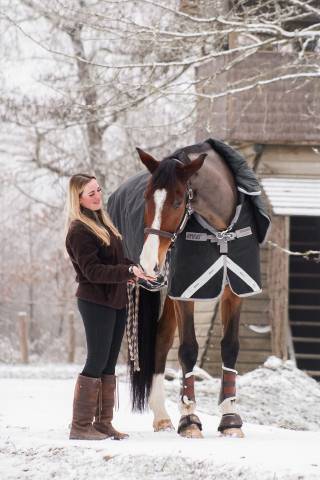 Ruin Selle Fran&ccedil;ais Te koop 2018 Donker bruin / bai ,  Jo de la Barde