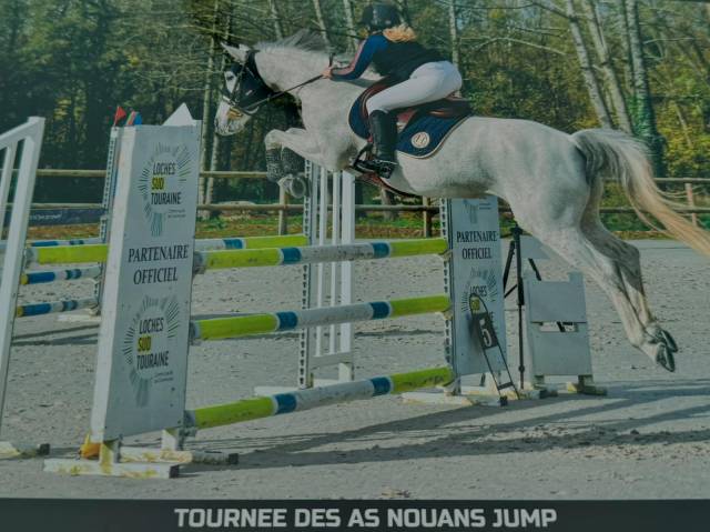 Merrie Welsh Partbred Te koop 2015 Schimmel