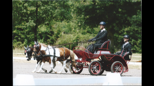 Merrie Shetland Te koop 2013 Bont