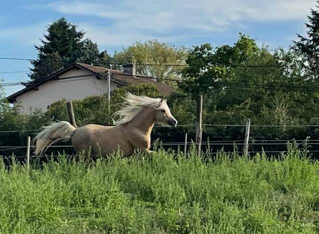 Dekhengst Welsh Pony (Section B) Te koop 2021 Palomino