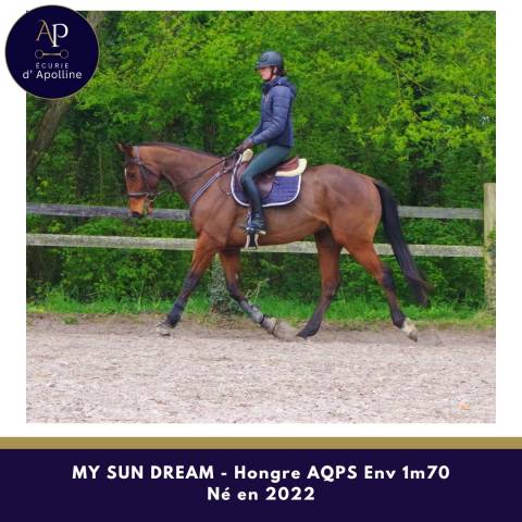 Ruin Autre Que Pur-Sang (Geen volbloed) Te koop 2022 Donker bruin / bai