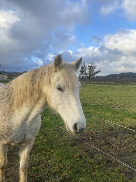 Ruin Connemara Te koop 2009 Schimmel ,  DREAM OF AULNE